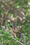 Needlegrass rush